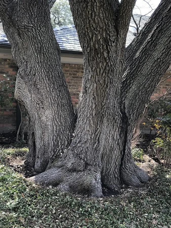 Mature heritage tree close to a Angola property cared for by certified arborists